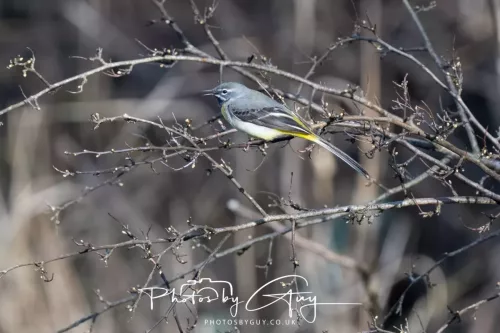 14 March 2026 - Clifton, Near Workington, West Cumbria - Grey Wagtail