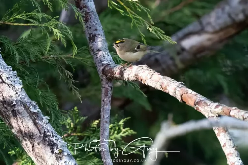14 March 2026 - Clifton, Near Workington, West Cumbria - Grey Goldcrest