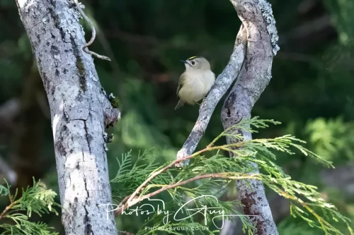 14 March 2026 - Clifton, Near Workington, West Cumbria - Grey Goldcrest