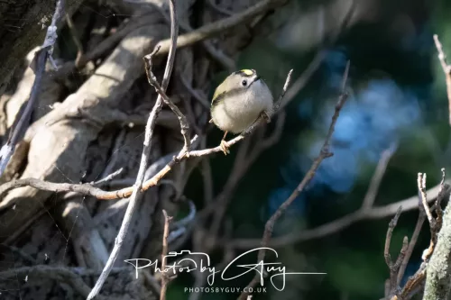 14 March 2026 - Clifton, Near Workington, West Cumbria - Grey Goldcrest