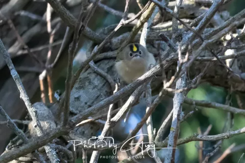 14 March 2026 - Clifton, Near Workington, West Cumbria - Grey Goldcrest