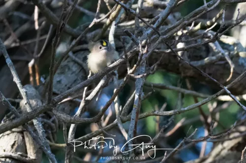 14 March 2026 - Clifton, Near Workington, West Cumbria - Grey Goldcrest