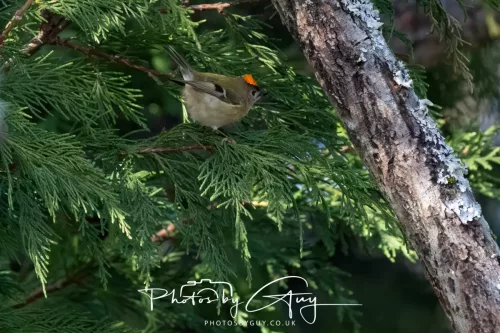 14 March 2026 - Clifton, Near Workington, West Cumbria - Grey Goldcrest