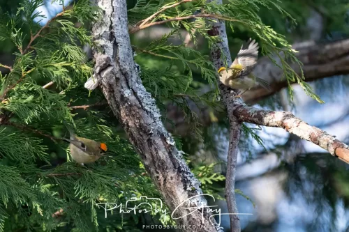 14 March 2026 - Clifton, Near Workington, West Cumbria - Grey Goldcrest