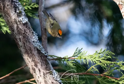 14 March 2026 - Clifton, Near Workington, West Cumbria - Grey Goldcrest