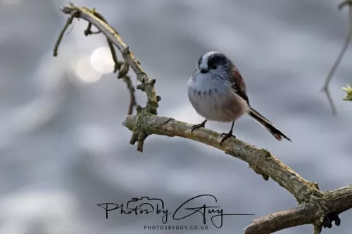 14 March 2026 - Clifton, Near Workington, West Cumbria - Grey LT Tit