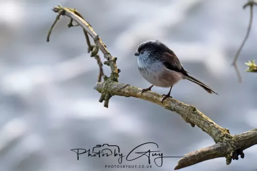 14 March 2026 - Clifton, Near Workington, West Cumbria - Grey LT Tit