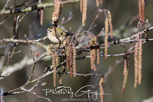 14 March 2026 - Clifton, Near Workington, West Cumbria - Grey Goldcrest