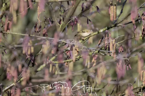 14 March 2026 - Clifton, Near Workington, West Cumbria - Goldcrest
