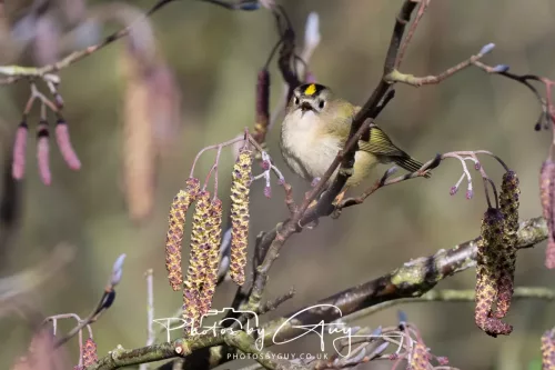 14 March 2026 - Clifton, Near Workington, West Cumbria - goldcrest