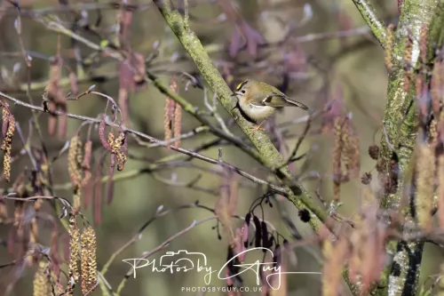 14 March 2026 - Clifton, Near Workington, West Cumbria - gold crest