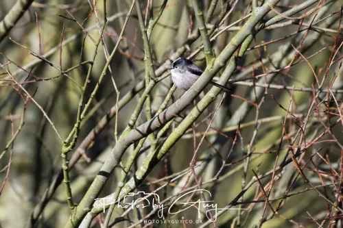 14 March 2026 - Clifton, Near Workington, West Cumbria - LT Tit