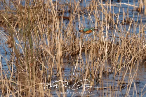 14 March 2026 - Clifton, Near Workington, West Cumbria - Kingfisher
