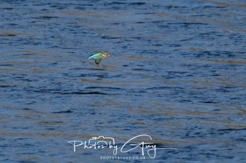14 March 2026 - Clifton, Near Workington, West Cumbria - Kingfisher