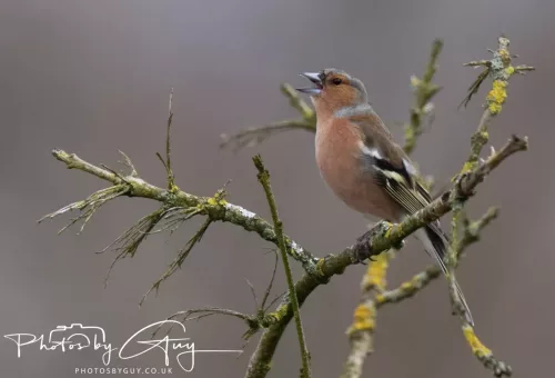 20 March 2026 - Egremont, West Cumbria -Chaffinch