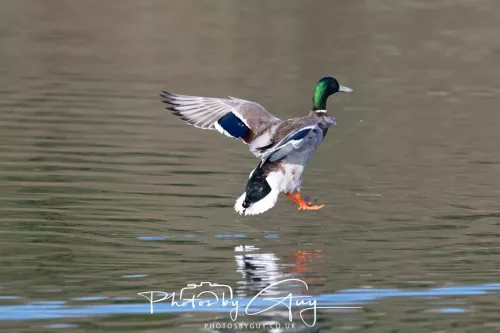 20 March 2026 - Egremont, West Cumbria - Mallard