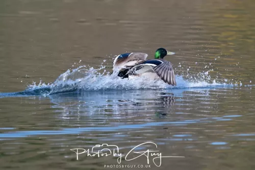 20 March 2026 - Egremont, West Cumbria -Mallard