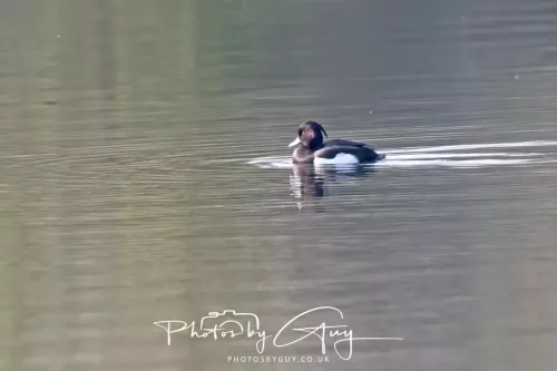 20 March 2026 - Egremont, West Cumbria - Tufted Duck