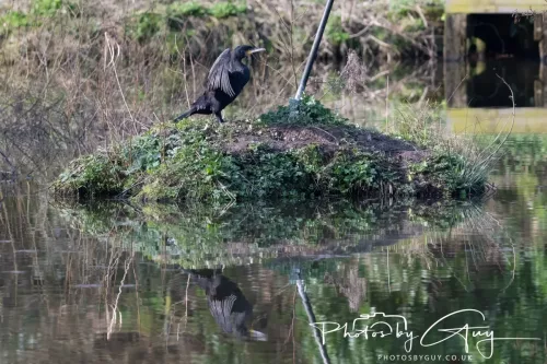 20 March 2026 - Whitehaven, West Cumbria - Cormorant reflected