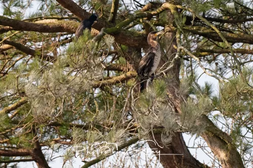 20 March 2026 - Whitehaven, West Cumbria - Cormorant in a tree !
