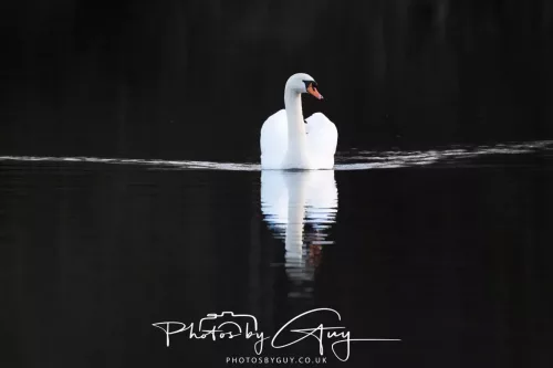 03 Feb 2026 : West Cumbria - Mute Swan