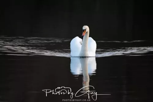 03 Feb 2026 : West Cumbria - Mute Swan