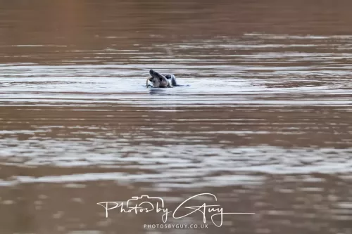03 Feb 2026 : West Cumbria - Otter fishing for Eels
