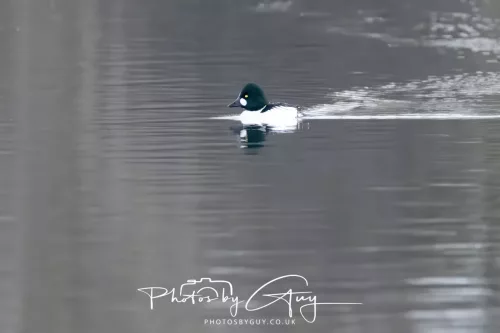 03 Feb 2026 : West Cumbria - Golden eye