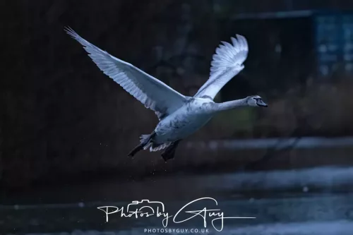 08 Feb 2026 - West Cumbria, Early morning - Juvenile Mute Swan in flight