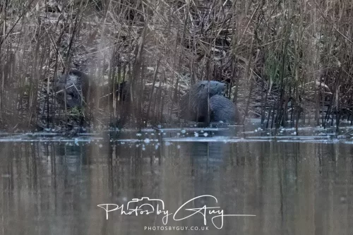 08 Feb 2026 - West Cumbria, Early morning - Pair of Otters