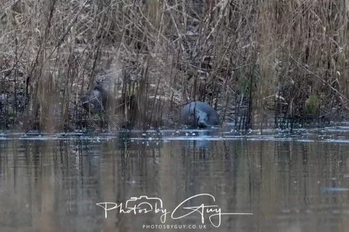08 Feb 2026 - West Cumbria, Early morning - Pair of Otters