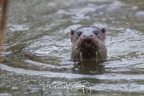 08 Feb 2026 - West Cumbria, Early morning - Close up Otter in the rain