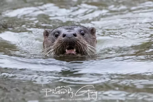 08 Feb 2026 - West Cumbria, Early morning - Close up Otter in the rain