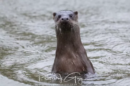 08 Feb 2026 - West Cumbria, Early morning - Close up Otter in the rain