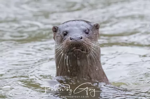 08 Feb 2026 - West Cumbria, Early morning - Close up Otter in the rain