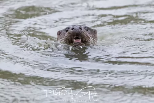 08 Feb 2026 - West Cumbria, Early morning - Close up Otter in the rain