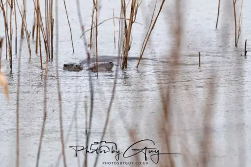 08 Feb 2026 - West Cumbria, Early morning - Close up Otter in the rain