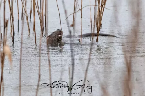 08 Feb 2026 - West Cumbria, Early morning - Close up Otter in the rain