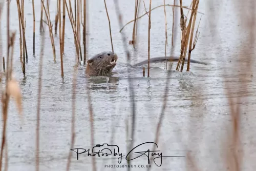 08 Feb 2026 - West Cumbria, Early morning - Close up Otter in the rain