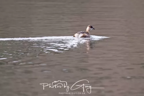 12 Feb 2026 - West Cumbria, Dabchcik ( Little Grebe )
