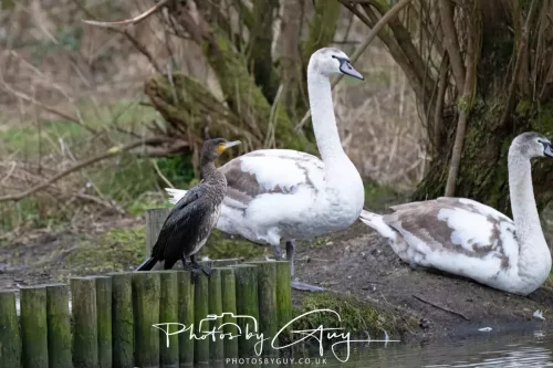 12 Feb 2026 - West Cumbria, Cormorant and juvenile Mute Swans