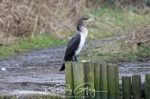 12 Feb 2026 - West Cumbria, Cormorant
