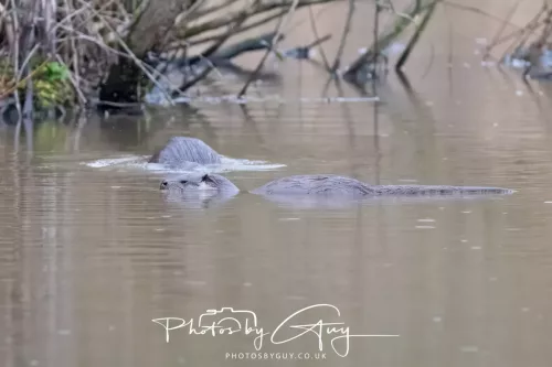 12 Feb 2026 - West Cumbria, Otters