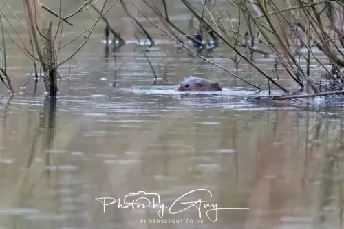 12 Feb 2026 - West Cumbria, Otters