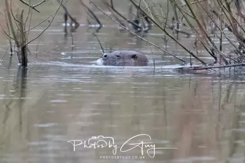 12 Feb 2026 - West Cumbria, Otters