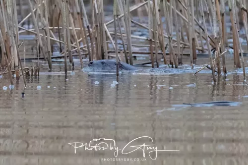 12 Feb 2026 - West Cumbria, Otters