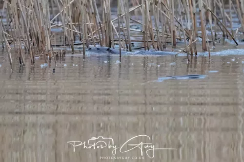 12 Feb 2026 - West Cumbria, Otters