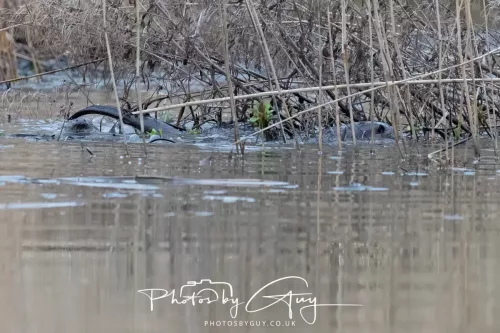 _FEB2271-12 Feb 2026 - West Cumbria, Otters