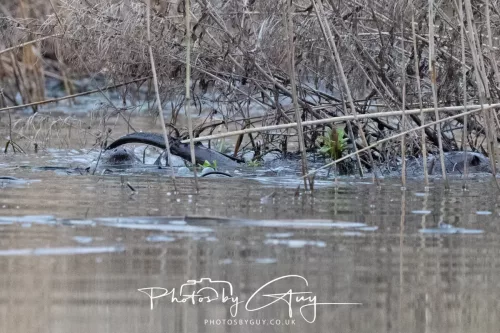 12 Feb 2026 - West Cumbria, Otters