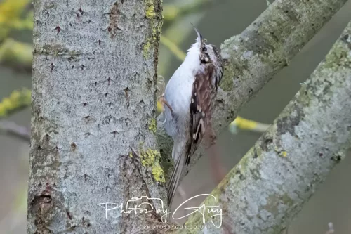 12 Feb 2026 - West Cumbria, Treecreeper